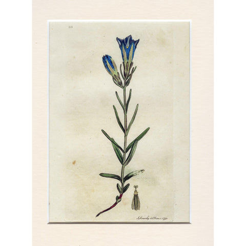 Botanical Print Gentiana Pneumonanthe (Marsh Gentian), Antique Copperplate Engraving