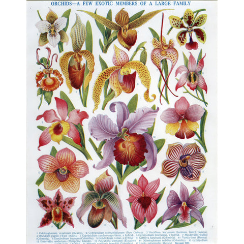 Botanical Print 'Orchids - A Few Exotic Members of a Large Family' 1928