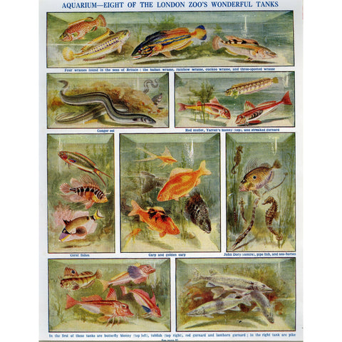 Natural History Print 'Aquarium - Eight of the London Zoo's Wonderful Tanks' 1928