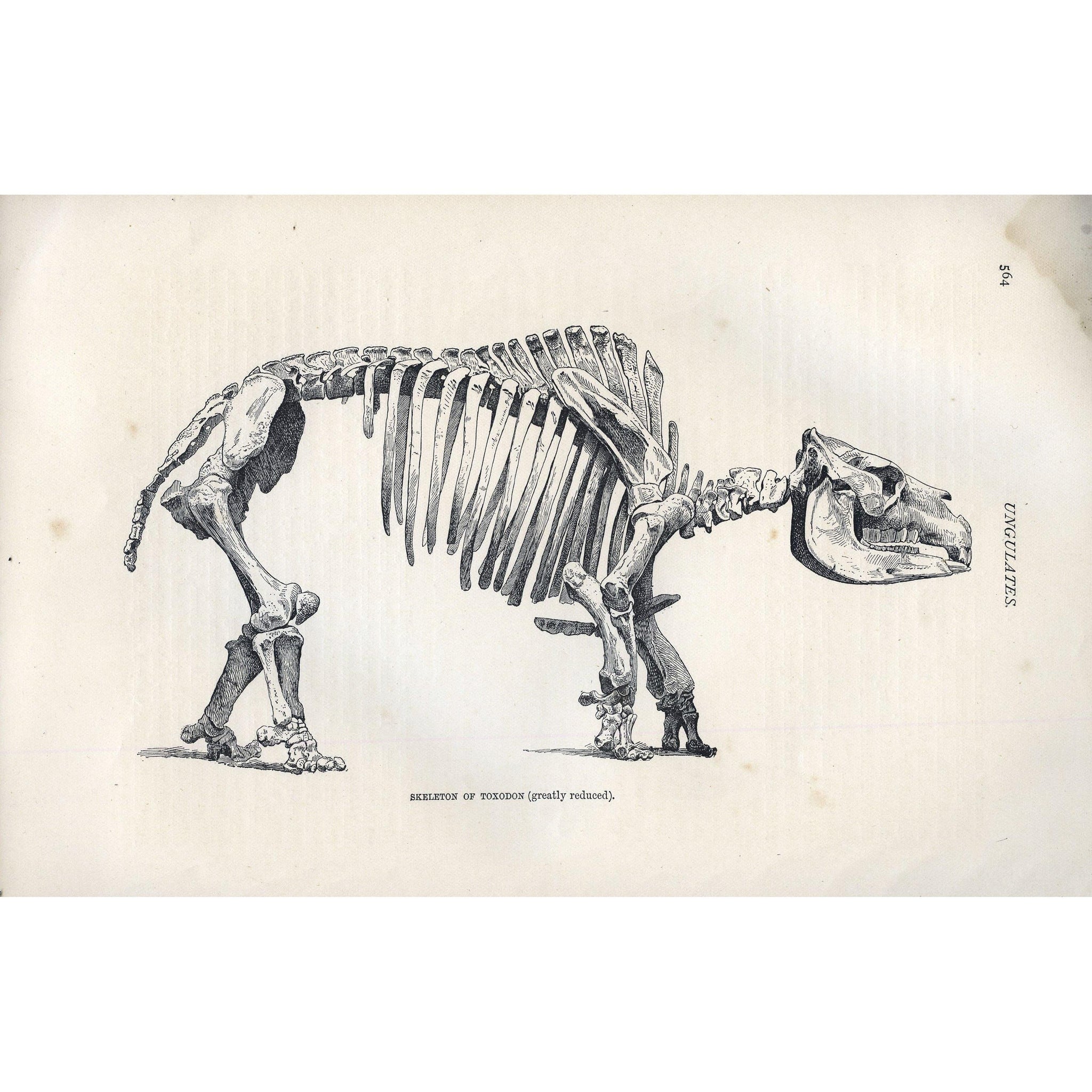 Natural History Print 'Skeleton of Toxodon (greatly reduced)'