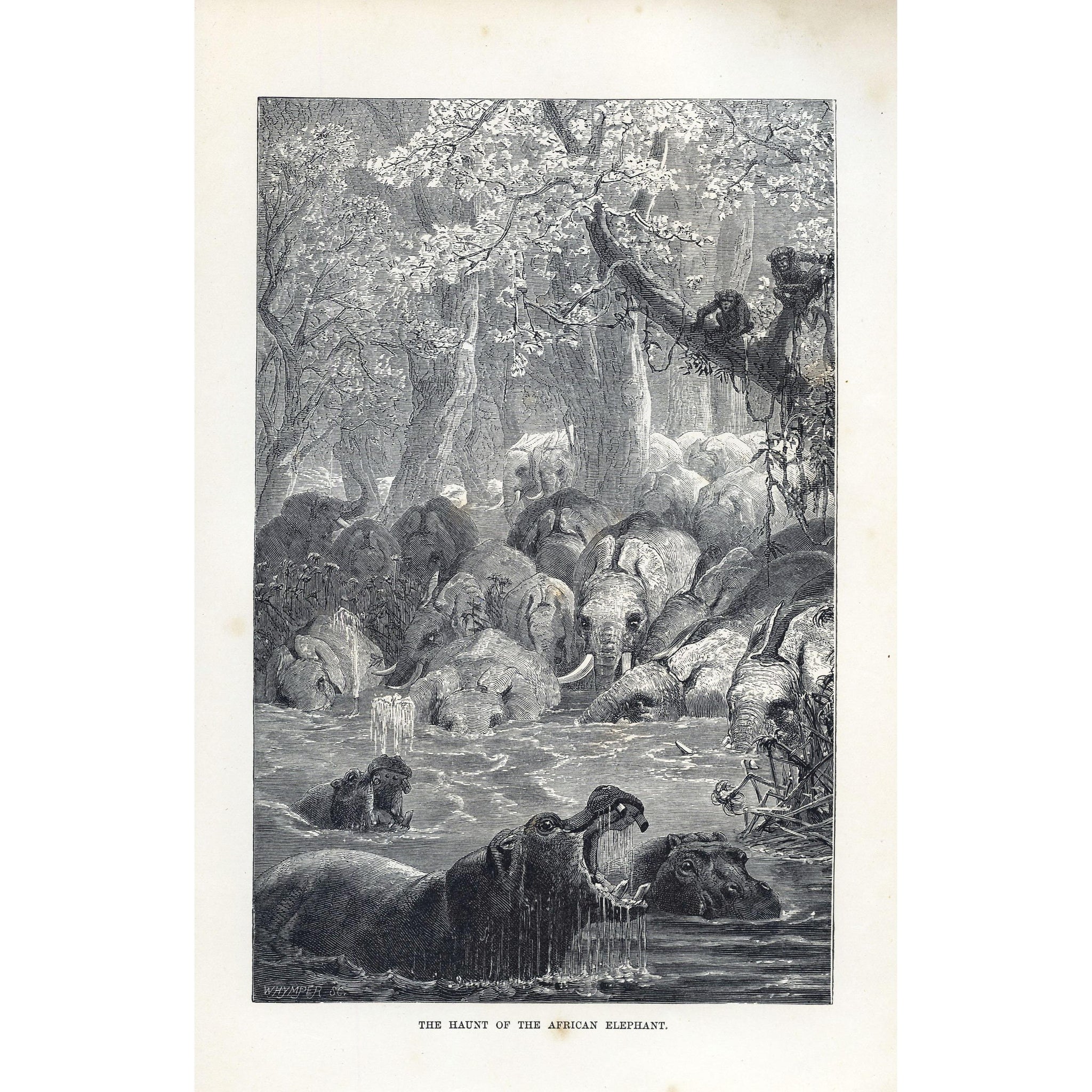 Natural History Print 'The Haunt of the African Elephant'