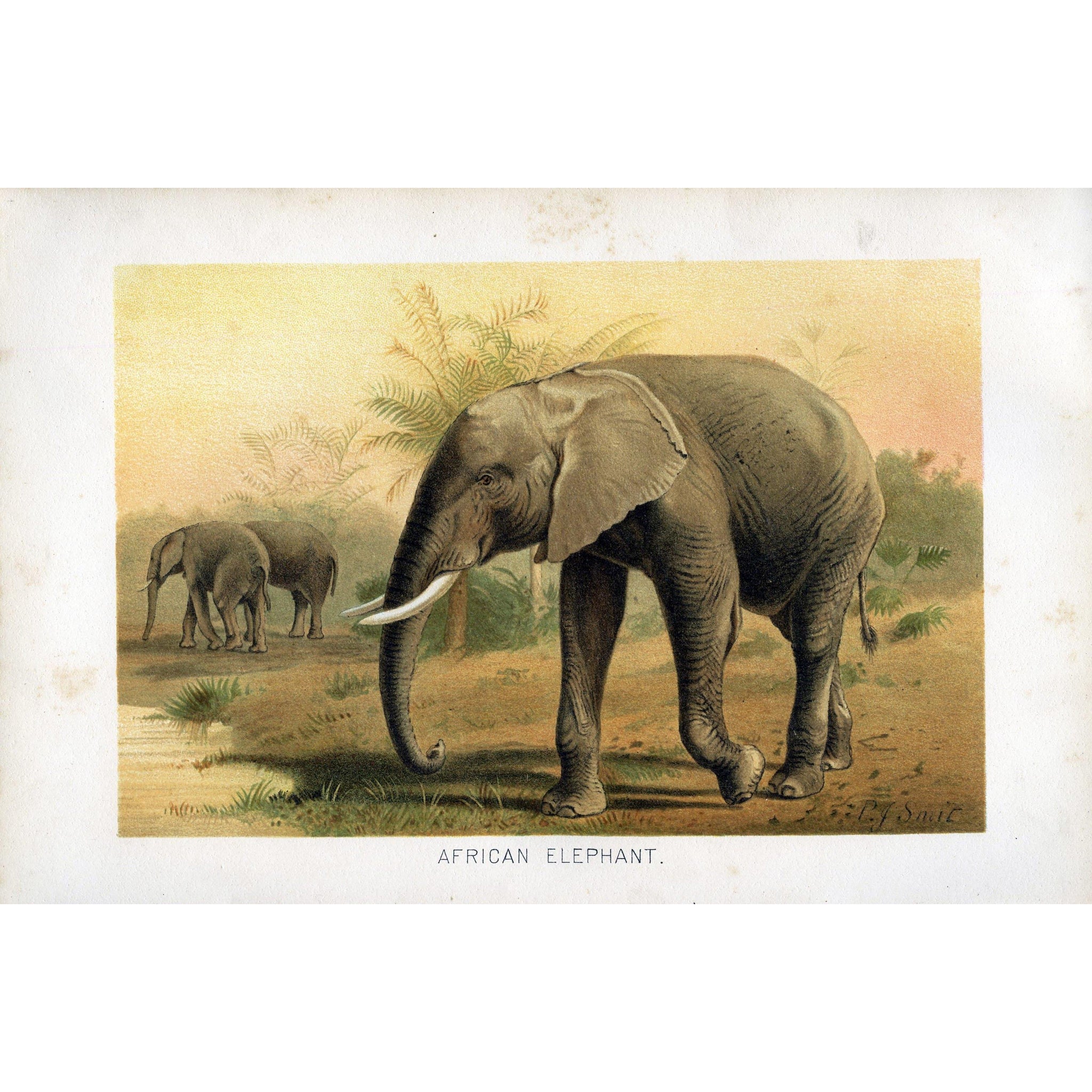 Natural History Print 'African Elephant'