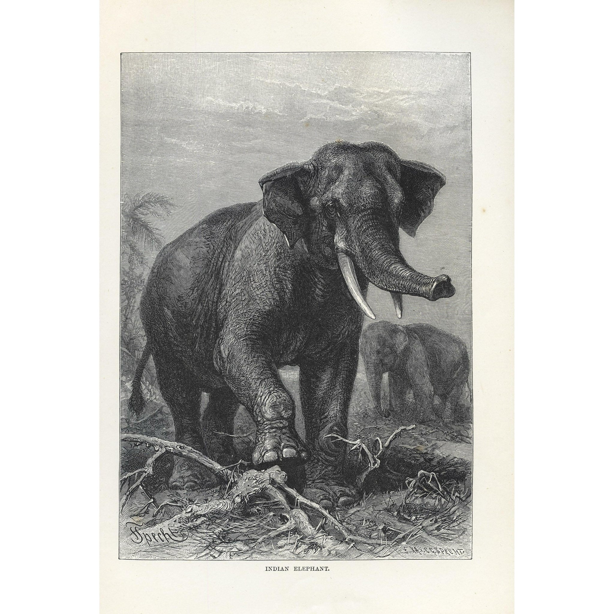 Natural History Print 'Indian Elephant'