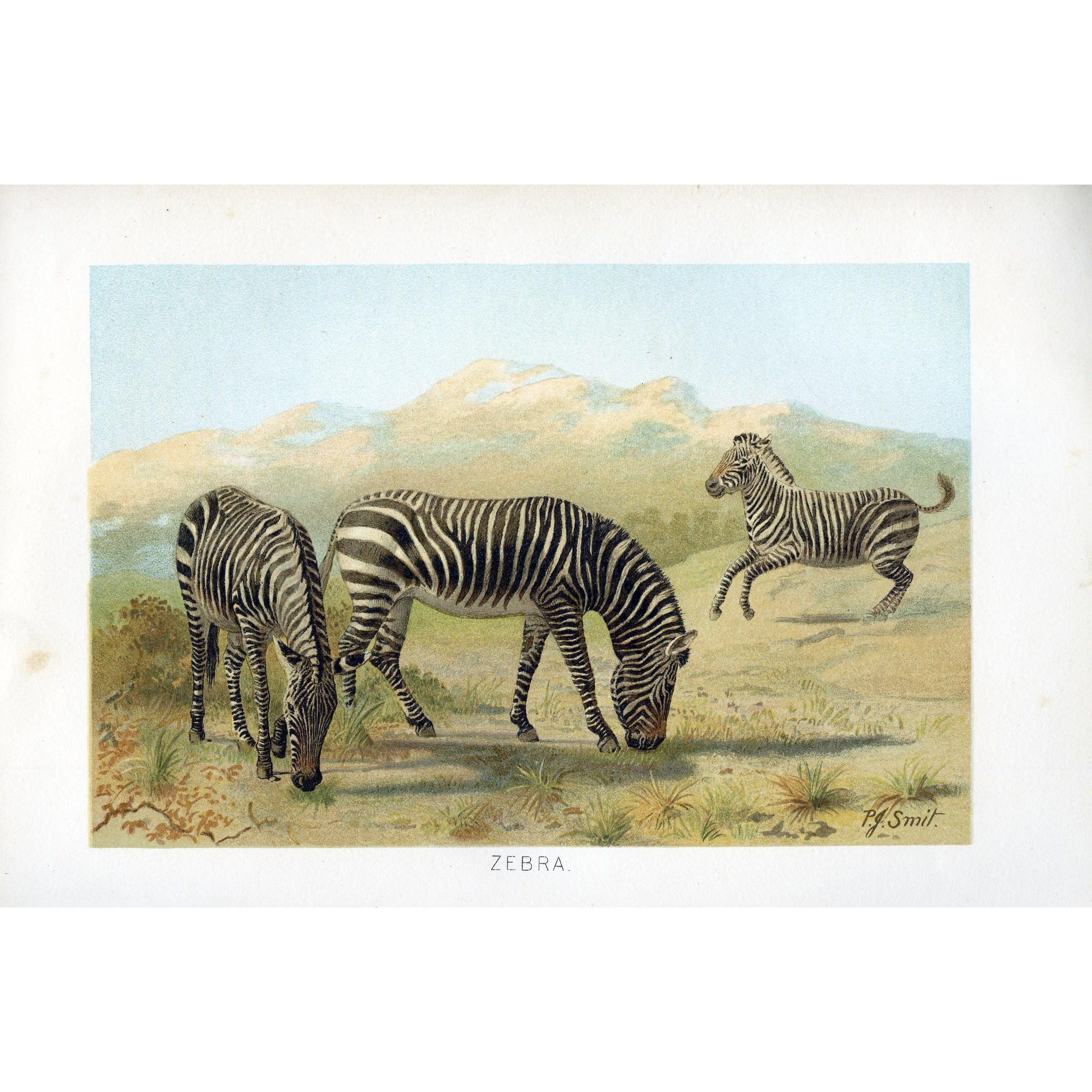 Natural History Print 'Zebra'