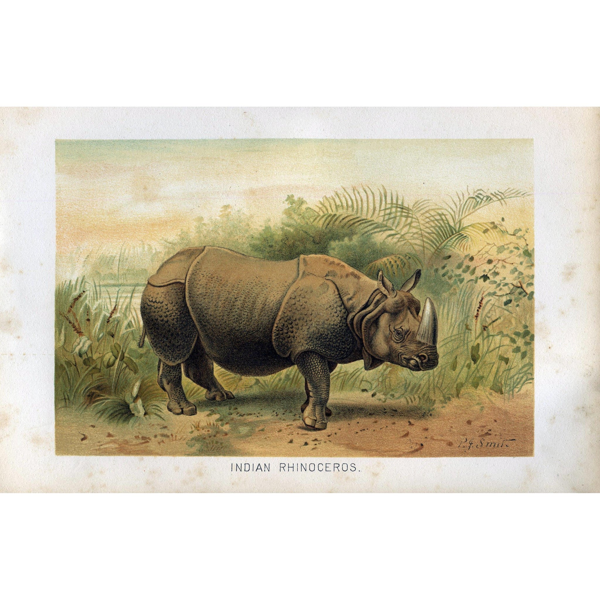 Natural History Print 'Indian Rhinoceros'