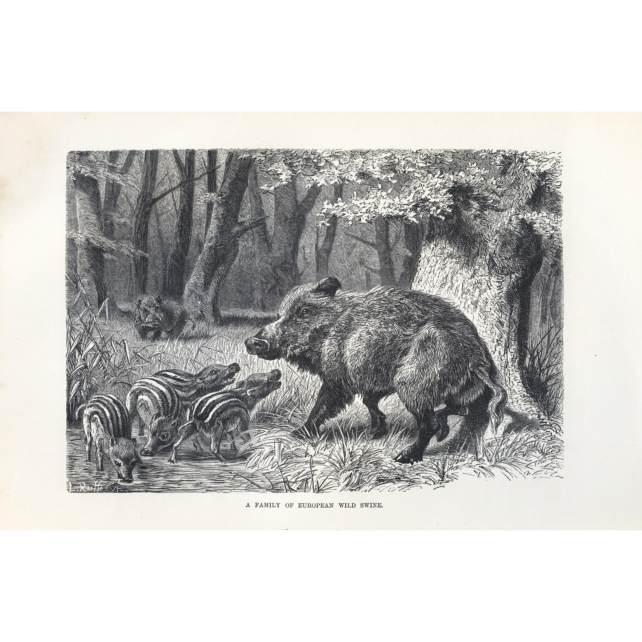 Natural History Print 'A Family of European Wild Swine'