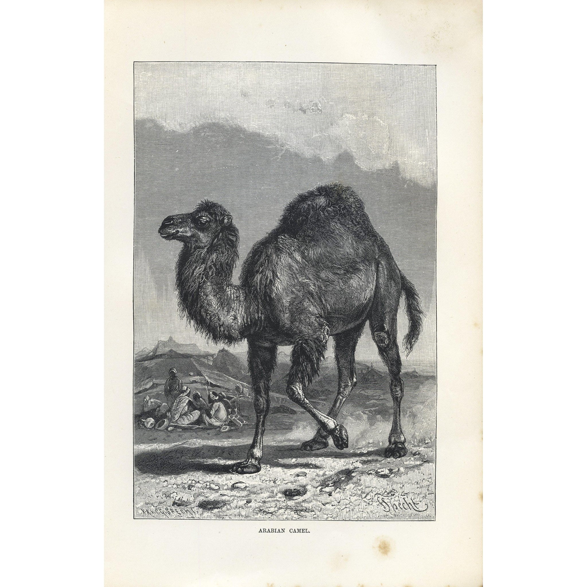 Natural History Print 'Arabian Camel'