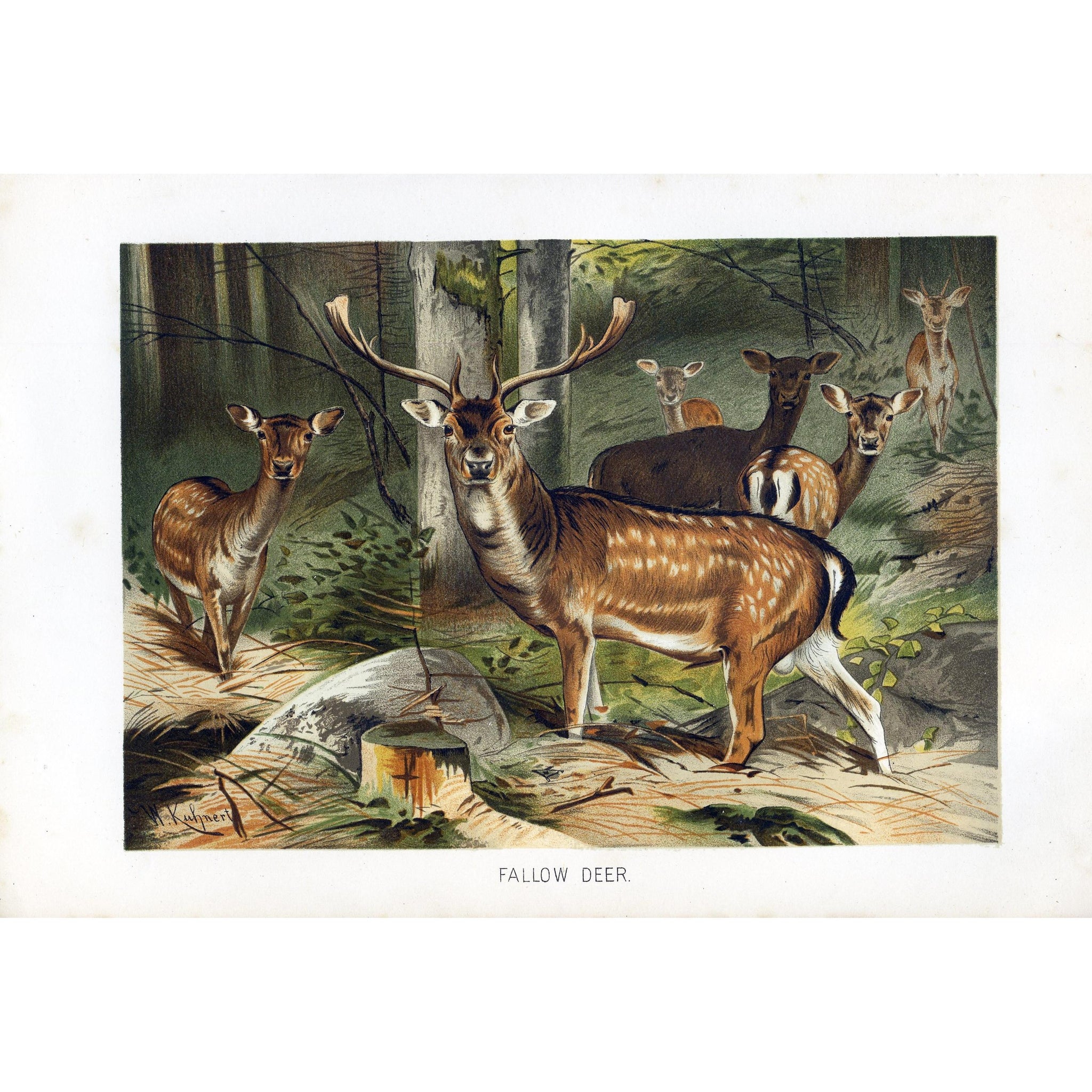 Natural History Print 'Fallow Deer'