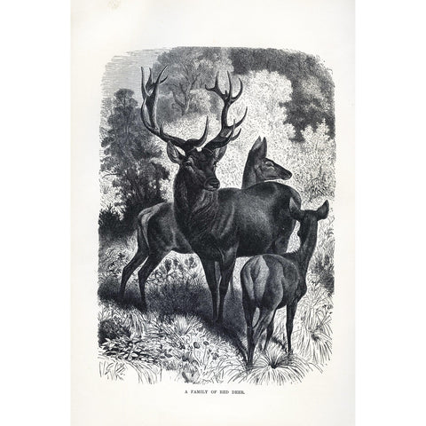 Natural History Print 'A Family of Red Deer'