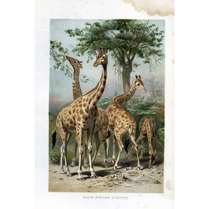 Natural History Print 'South African Giraffes'