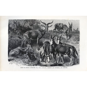 Natural History Print 'Group of African Antelopes'