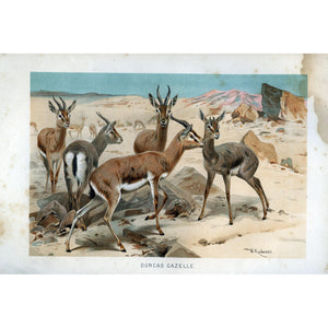 Natural History Print 'Dorcas Gazelle'