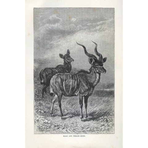 Natural History Print 'Male and Female Kudu'