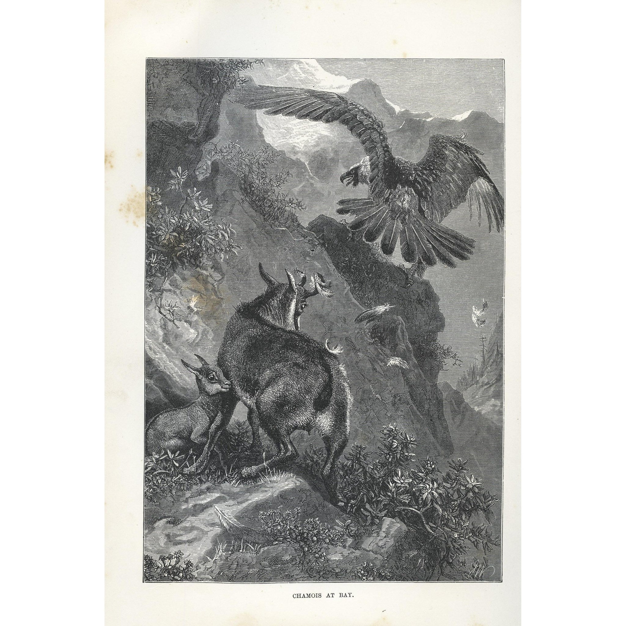 Natural History Print 'Chamois at Bay'