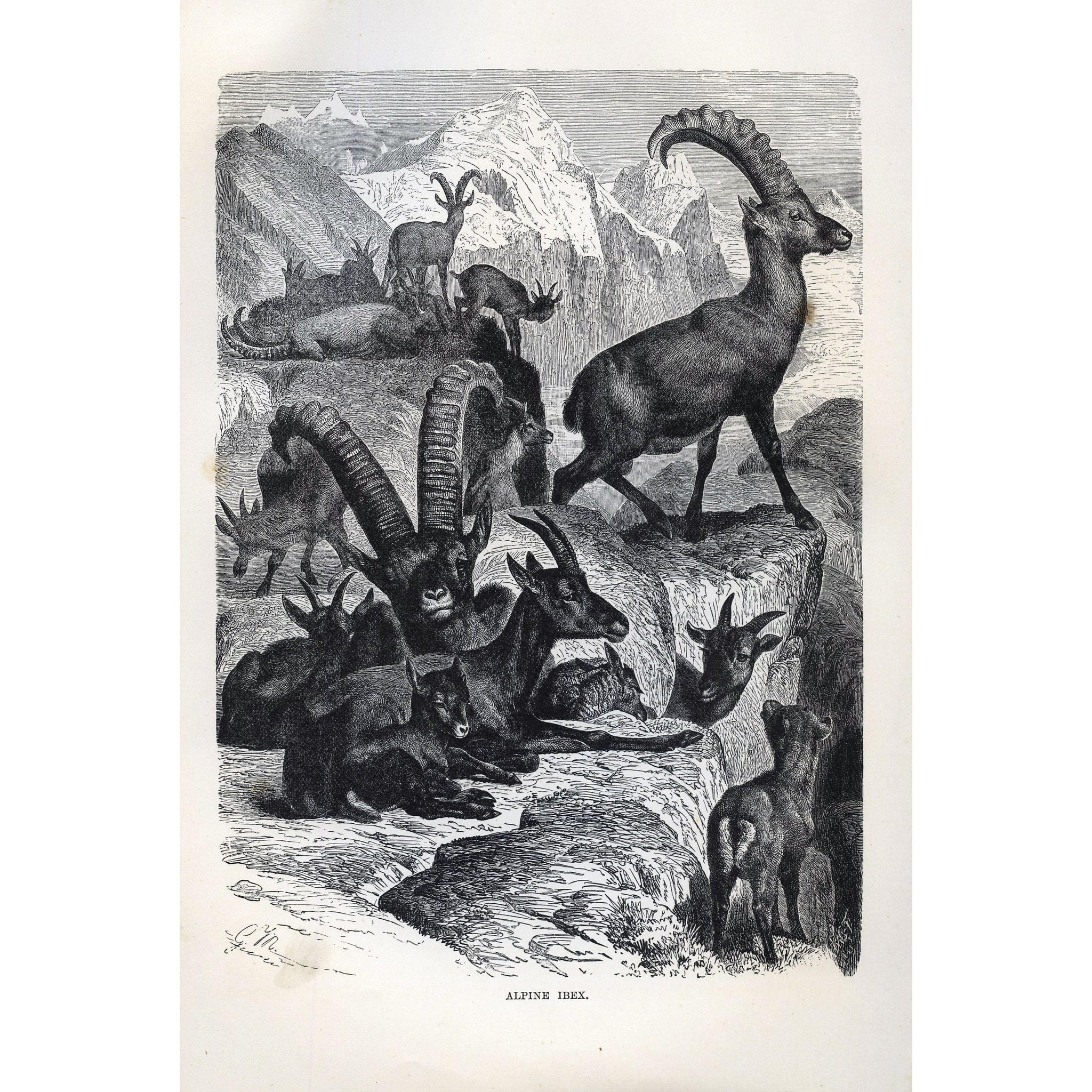 Natural History Print 'Alpine Ibex'