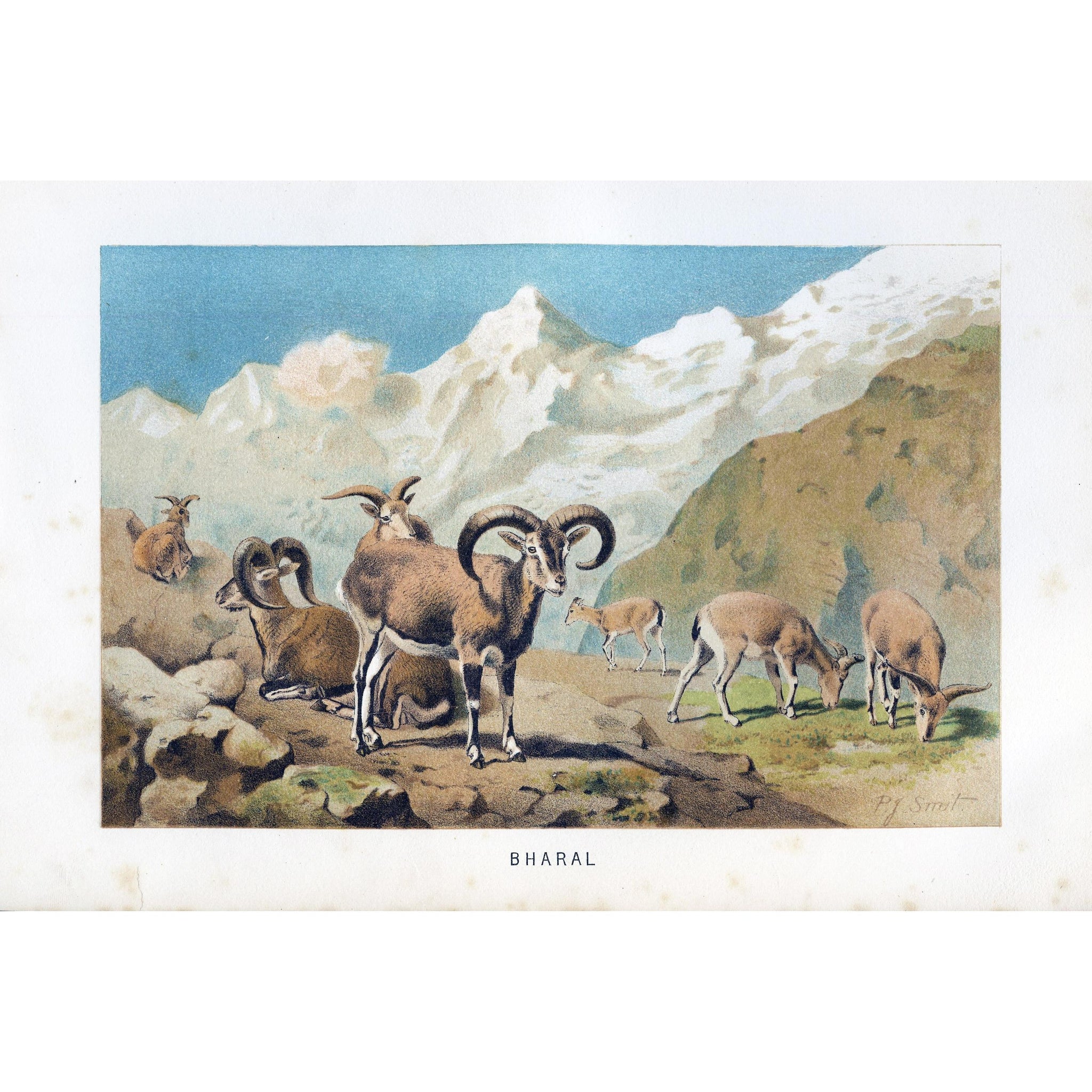 Natural History Print 'Bharal'