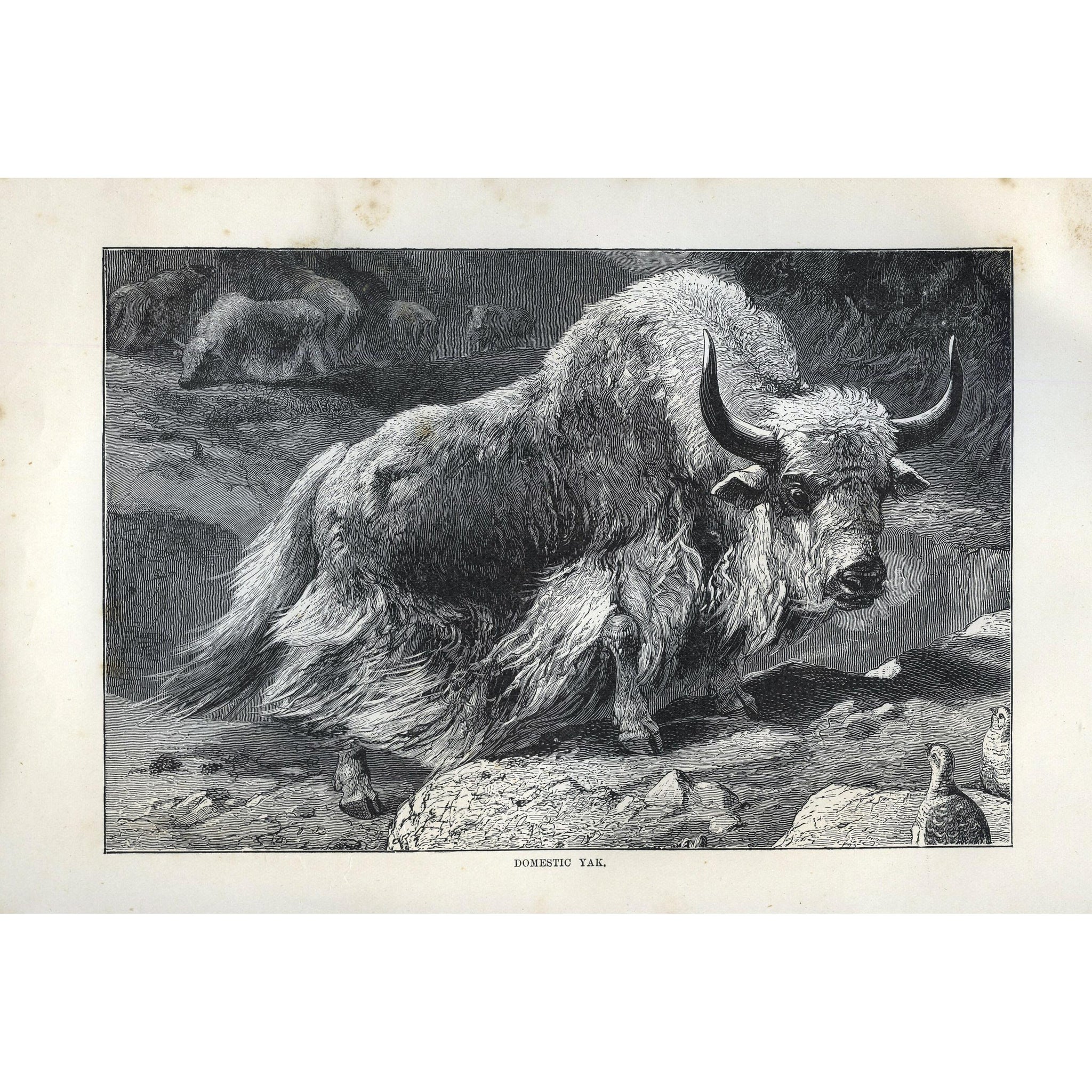 Natural History Print 'Domestic Yak'