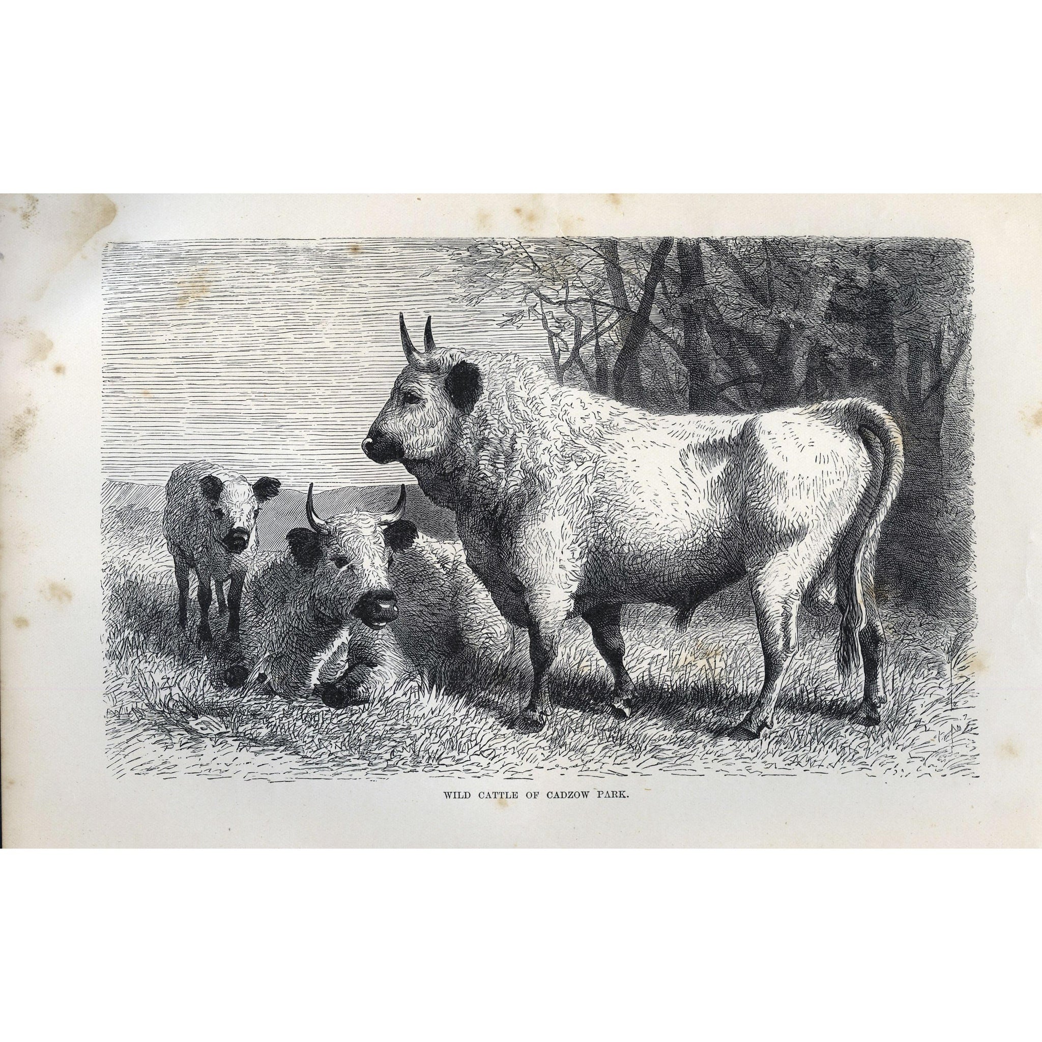 Natural History Print 'Wild Cattle of Cadzow Park'