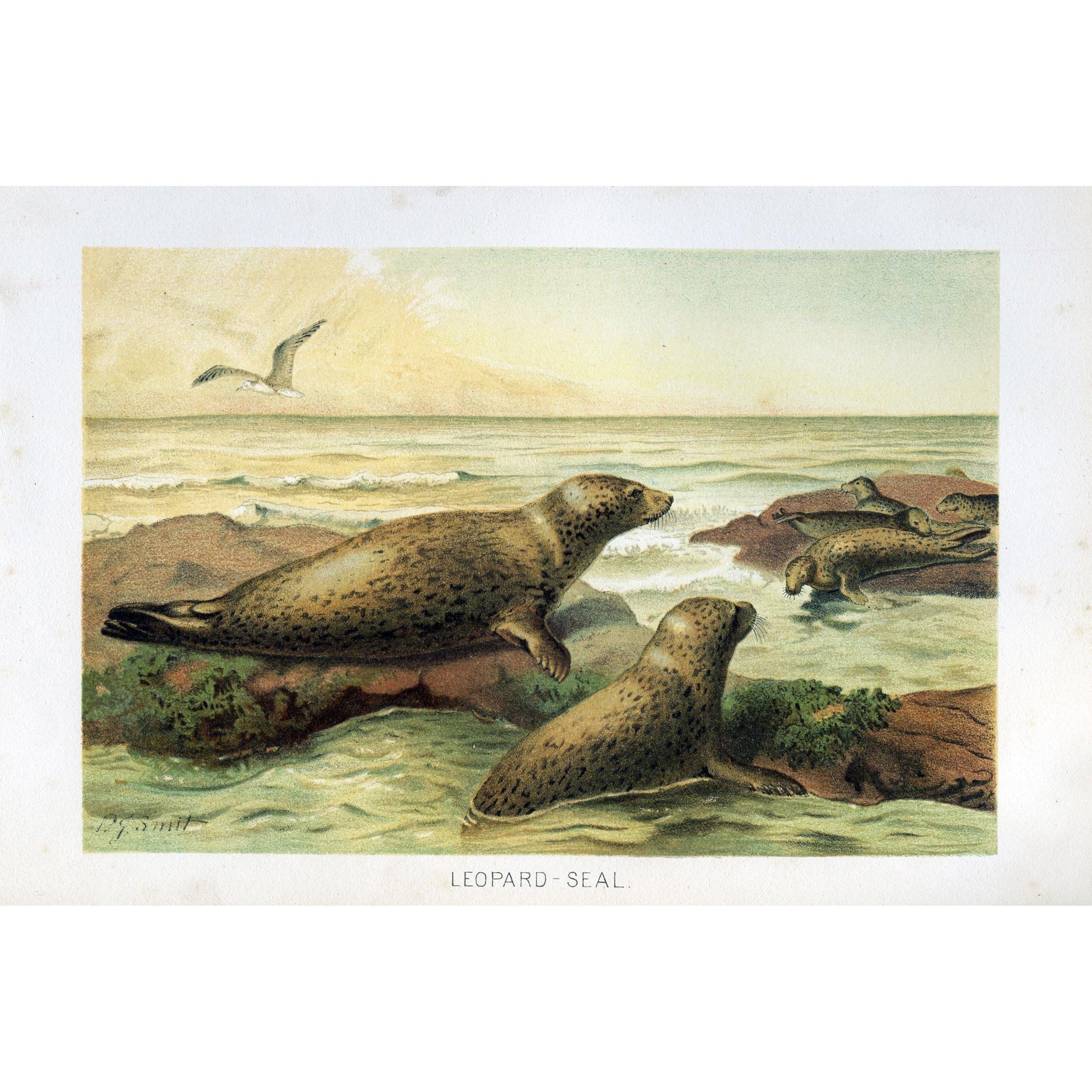 Natural History Print 'Leopard-Seal'