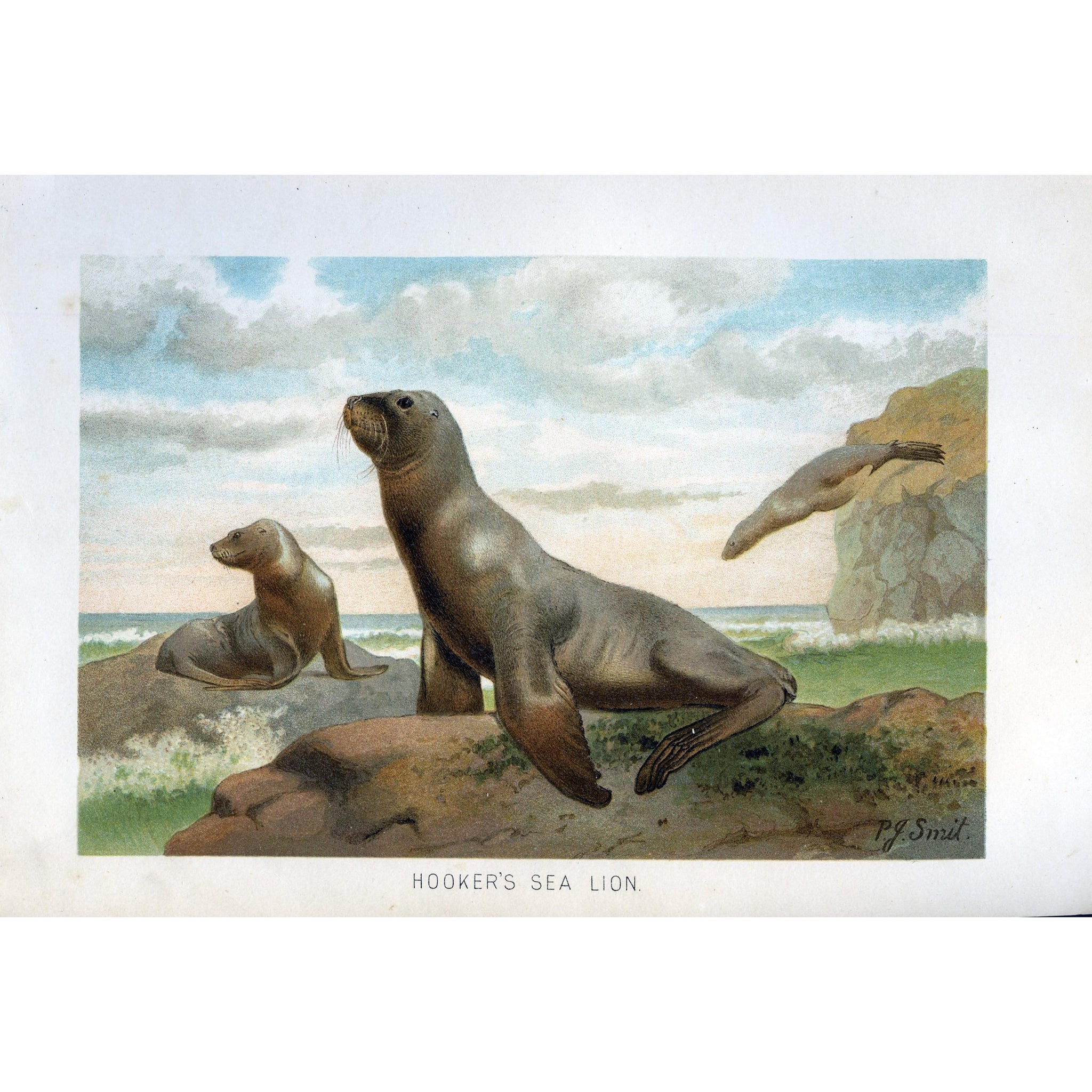 Natural History Print 'Hooker's Sea Lion'