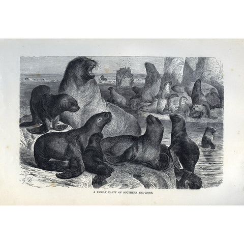 Natural History Print 'A Family of Southern Sea-Lions'