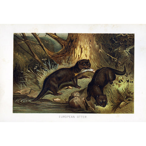 Natural History Print 'European Otter'