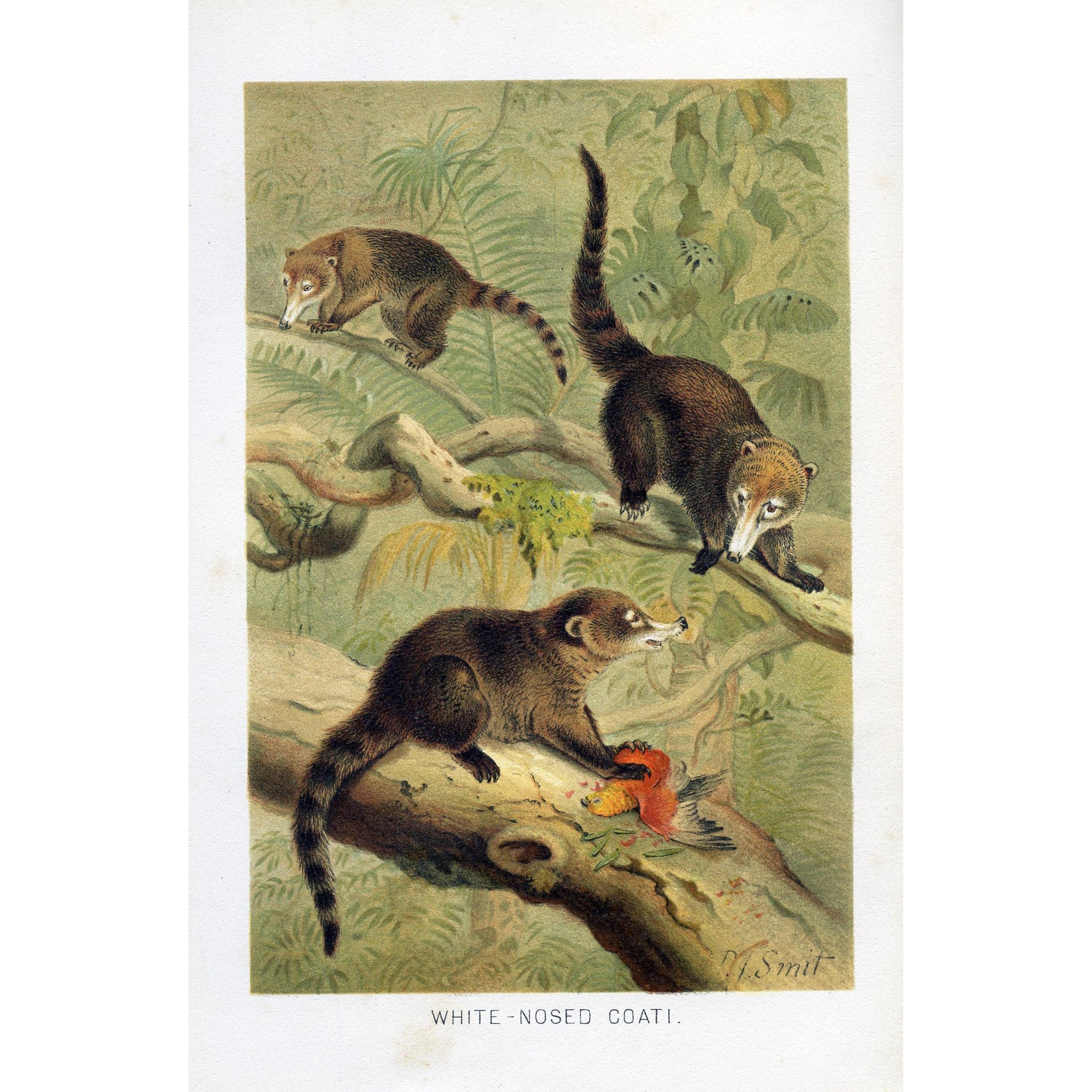 Natural History Print White-Nosed Coati'