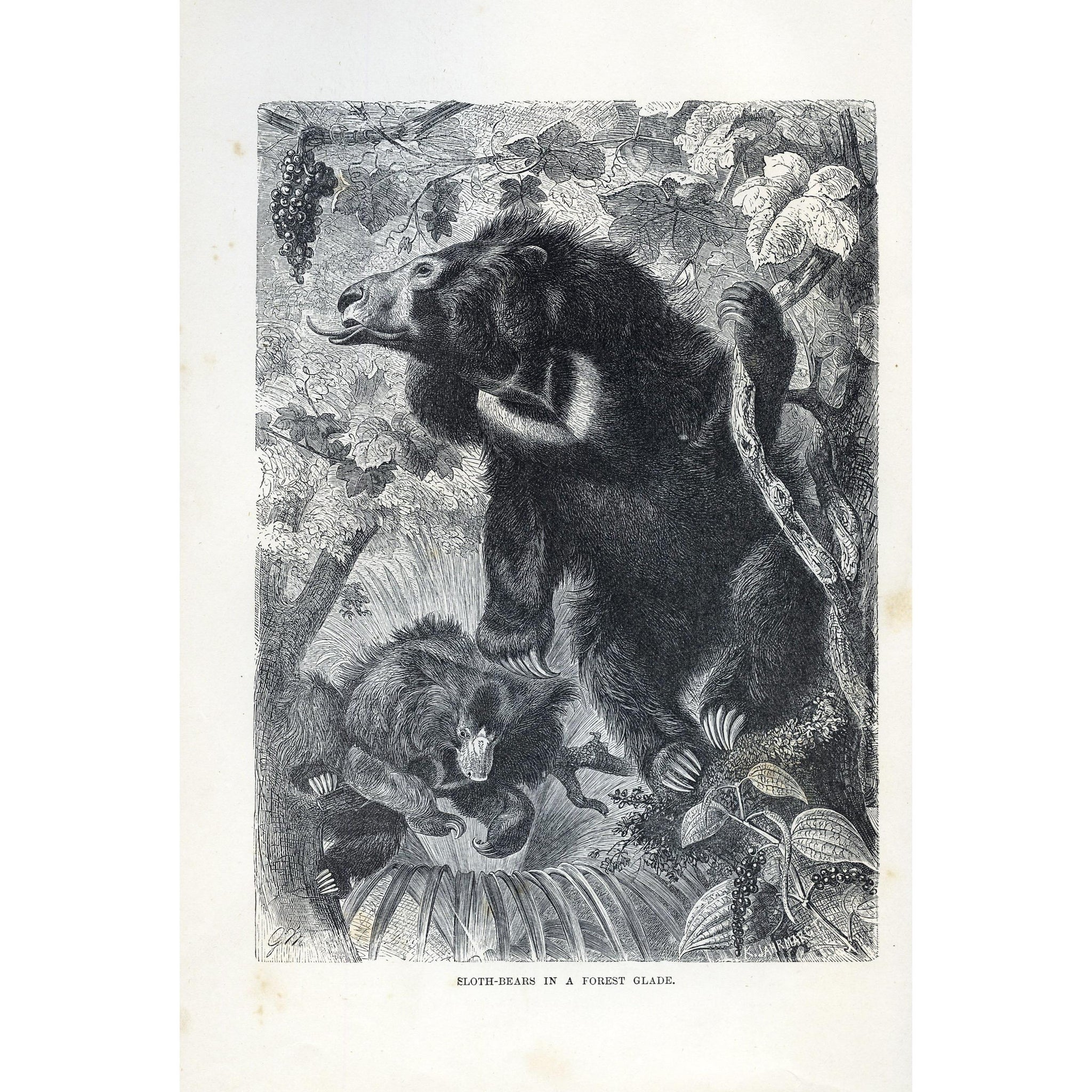 Natural History Print 'Sloth-Bears in a Forest Glade'