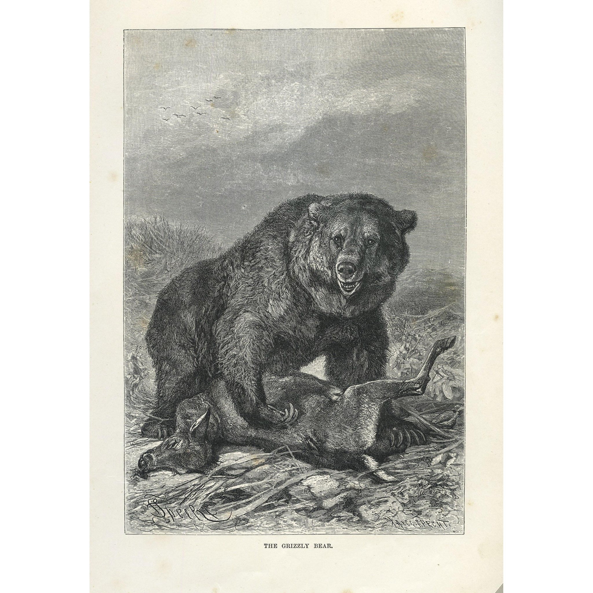 Natural History Print 'The Grizzly Bear'