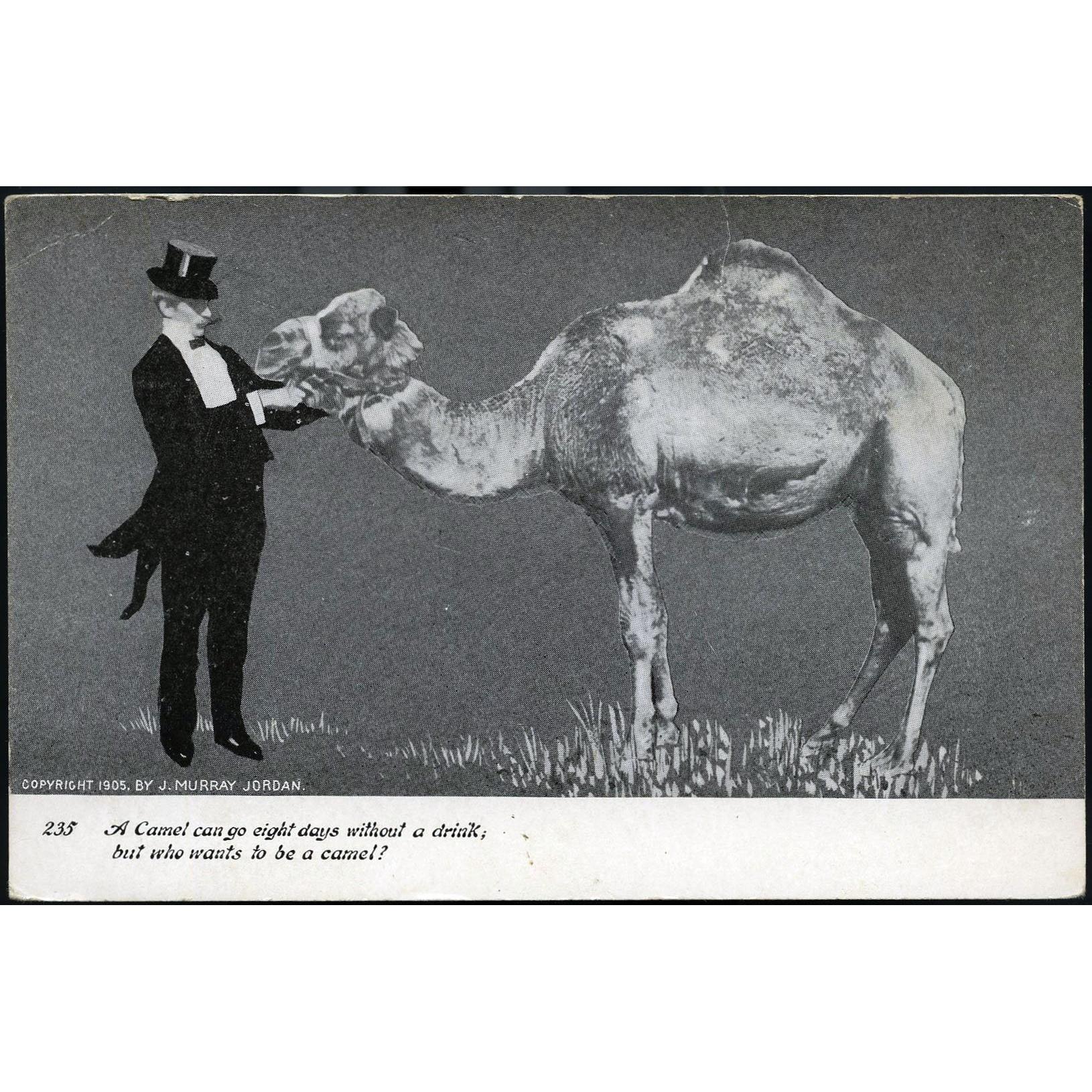 prohibition Postcard 'A Camel can go eight days without a drink, who wants to be a camel!? '