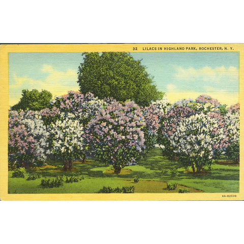 Curteich & Co. 'C.T. Art-Colortone' linen postcard '32 Lilacs in Highland Park, Rochester, N. Y.'