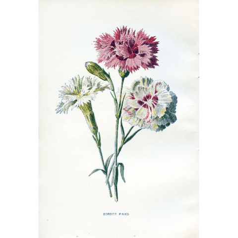 Antique Botanical Print 'Border Pinks', Botanical Art Print, Vintage Flower Print, Botanical Illustration, Horticulture Print