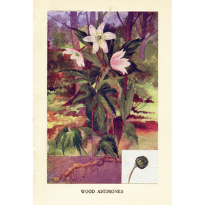 Vintage Botanical Print 'Wood Anemones', Vintage Flower Print, Horticulture Prints, Botanical Illustration, Botanical Art, Garden Flowers