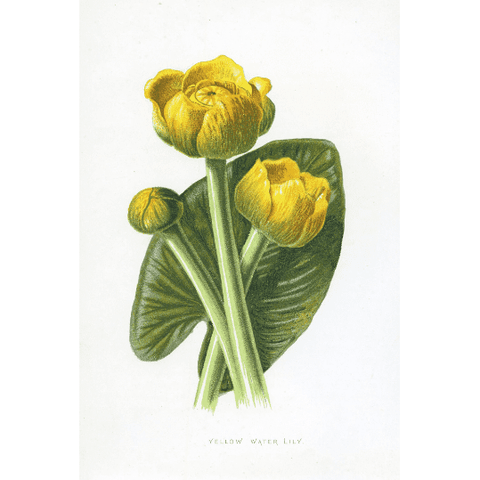 Vintage Botanical Print 'Yellow Water Lily', Vintage Natural History Print, Horticulture Prints, Botanical Illustration