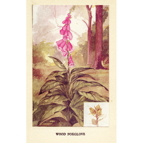 Vintage Botanical Print 'Wood Foxglove', Vintage Flower Print, Horticulture Prints, Botanical Illustration, Botanical Art, Garden Flowers