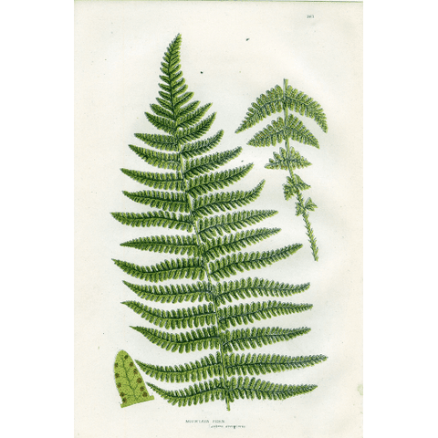 Antique Botanical Fern Print 'Mountain Fern', Botanical Art, Scientific Botanical Illustration