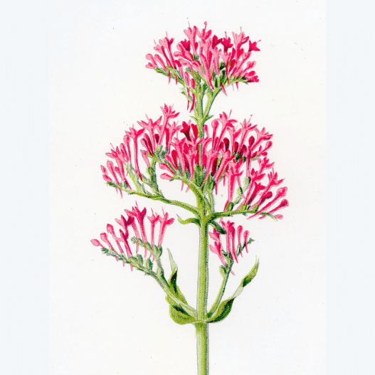 Vintage Botanical Print 'Red Valerian', Botanical Art, Vintage Flower Prints, Botanical Illustration