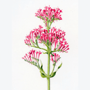 Vintage Botanical Print 'Red Valerian', Botanical Art, Vintage Flower Prints, Botanical Illustration