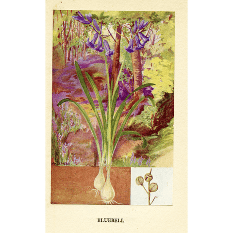 Vintage Botanical Print 'Bluebells', Vintage Flower Print, Horticulture Prints, Botanical Illustration, Botanical Art, Garden Flowers