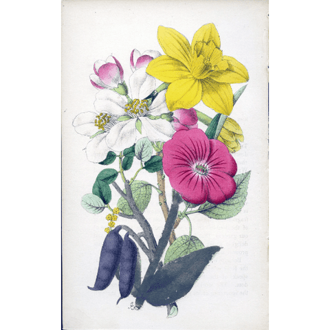 Antique Botanical Hand Coloured Print 'Flowers from the Holy Land' 1851, Botanical Art, Vintage Flower Print, Botanical Illustration