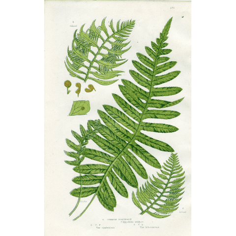 Antique Botanical Fern Print 'Common Polypody', Botanical Art, Scientific Botanical Illustration