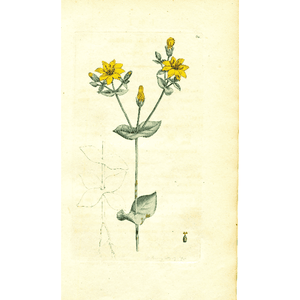 Antique Botanical Engraving Print 'Yellow Centaury', Botanical Art, Botanical Illustration, Copperplate Engraving